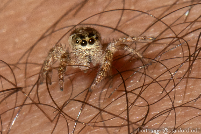 jumping spider